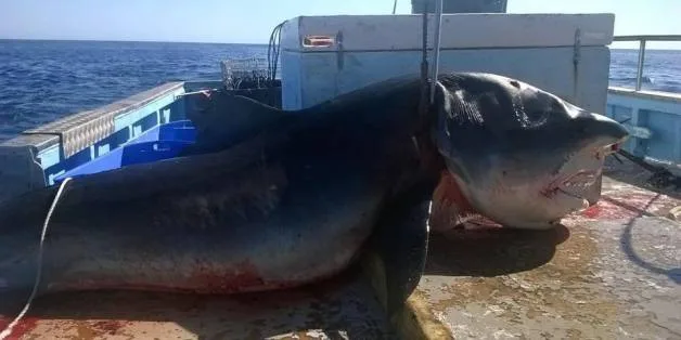 ΜΕ ΕΞΑΦΑΝΙΣΗ ΑΠΕΙΛΟΥΝΤΑΙ ΟΙ ΚΑΡΧΑΡΙΕΣ