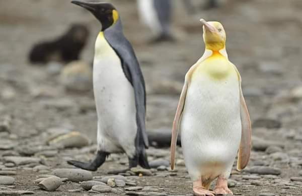Σπάνιο είδος πιγκουίνου on camera