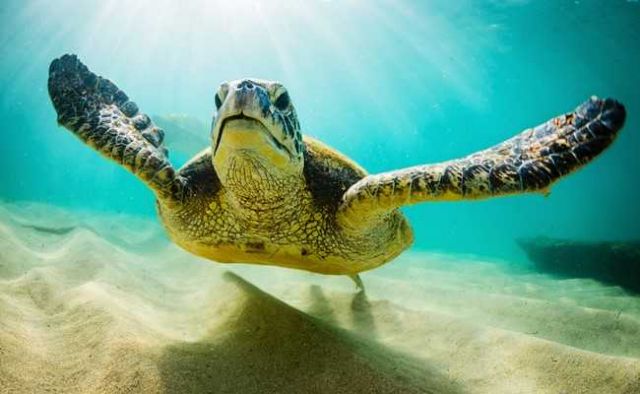Προβληματισμός για τις νεκρές θαλάσσιες χελώνες.